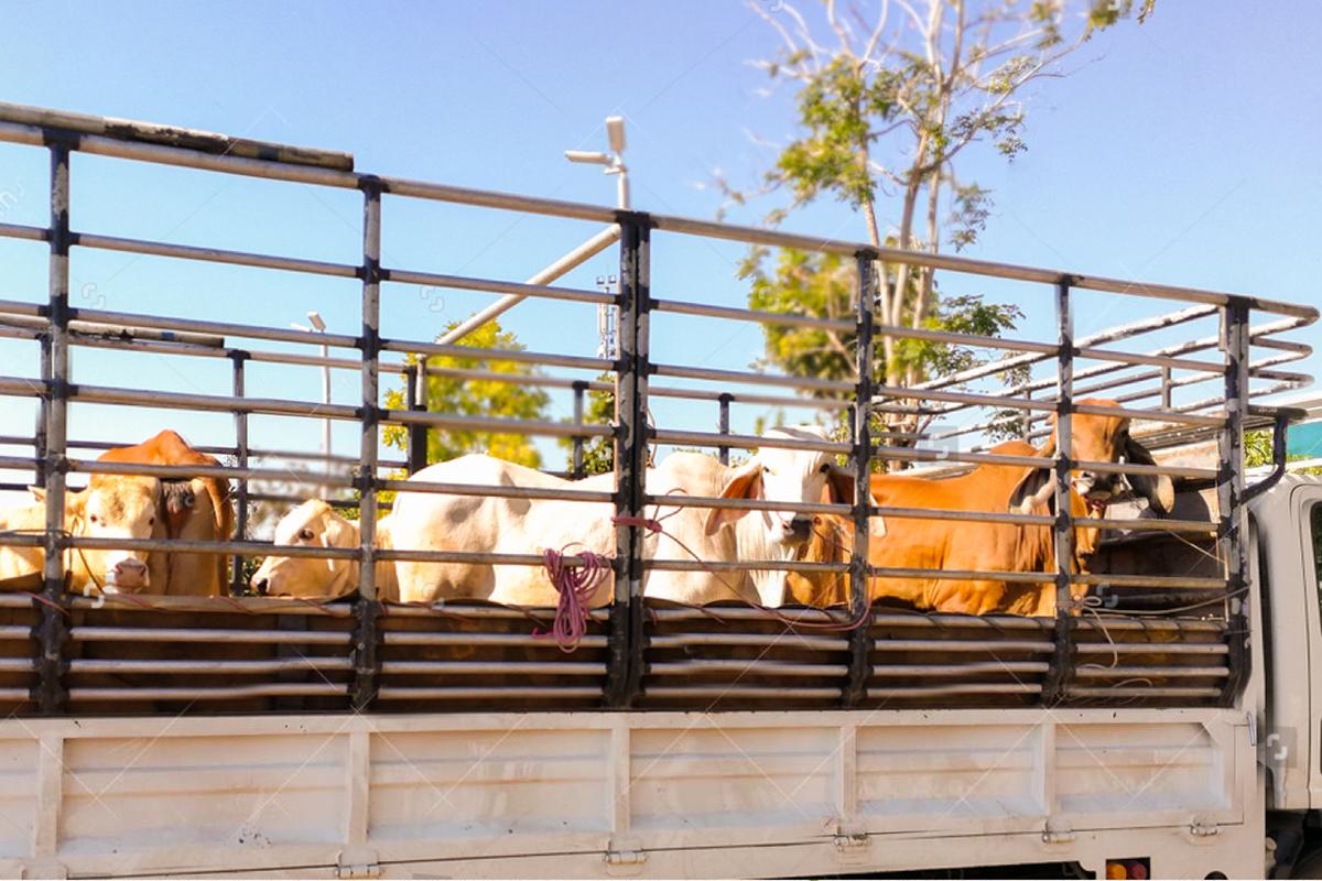 Тележка для перевозки коров