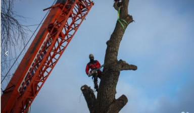 Объявление от Кирилл: «Спил и обрезка аварийных деревьев» 1 фото