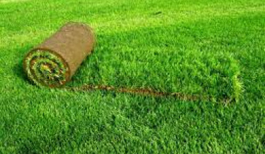 Объявление от Газон: «Укладка рулонного газона» 1 фото