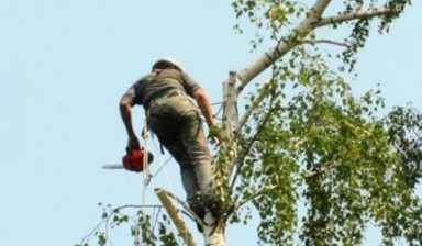 Удаление деревьев в Арсеньево
