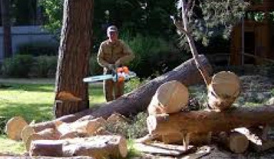 Объявление от Дмитрий: «Кронирование, спил деревьев.» 1 фото