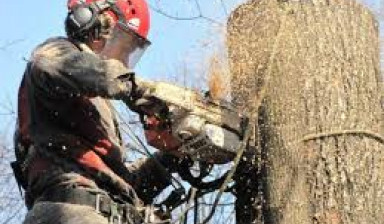Объявление от Дмитрий: «Спиливание деревьев» 1 фото