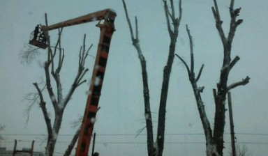 Объявление от Ильдар: «Удаление деревьев» 1 фото