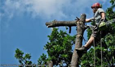 Объявление от Василий: «Спил аварийных деревьев» 1 фото