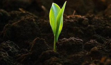 Объявление от ИП Юркевич М.К: «Грунт растительный» 1 фото