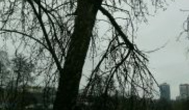 Объявление от Виктор: «Спил деревьев любой сложности.» 1 фото