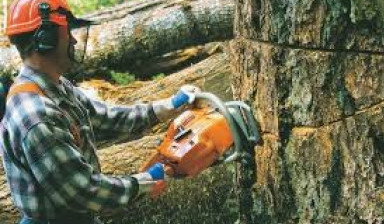 Спил, кронирование деревьев в Богородском