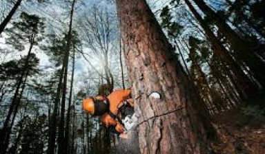 Объявление от Дмитрий: «Спилим дерево быстро и качественно» 1 фото