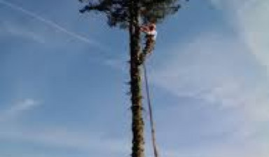 Валка деревьев, раскорчёвка, демонтаж  в Инжавино