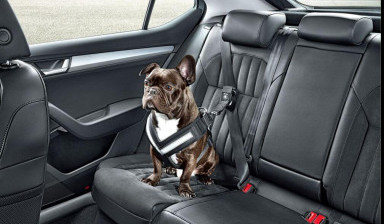 Объявление от "Белка и Стрелка": «Такси специально для животных.» 1 фото