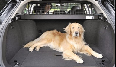 Объявление от Такси 52 карата: «Перевозка пассажиров с животными» 1 фото