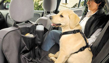 Объявление от Мед такси-Томск: «Услуги по перевозке животных.» 1 фото