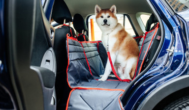 Объявление от Такси Принц: «Перевозка с животными» 1 фото