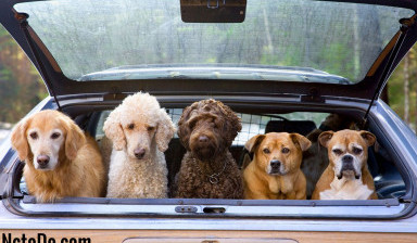 Объявление от Диспетчер такси:: «Поездка с домашним животным.» 1 фото