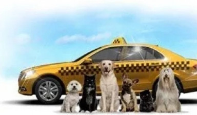 Объявление от Светлана: «Такси. Доставка собак по городу во Владивостоке» 1 фото