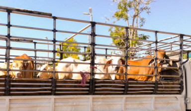 Перевозка скота в Комсомольском