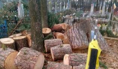 Спил деревьев. Удаление деревьев. Валка деревьев.