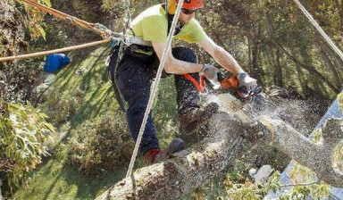 Объявление от Супер Арбо: «Спилить дерево» 1 фото