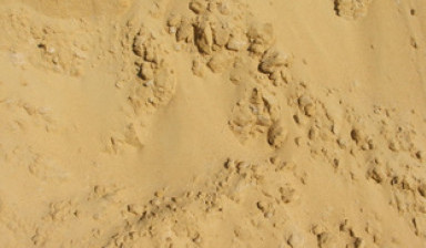 Объявление от Нестеренко П.А. 3: «Чистый с мин. кол-вом примеси песок» 1 фото