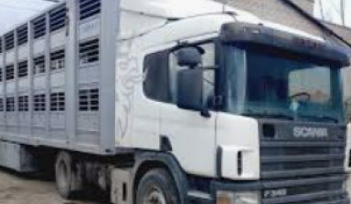 Перевозка и доставка лошадей в Горно-Алтайске