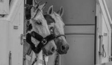 Объявление от Александр: «Услуги перевозки лошадей и коней» 1 фото