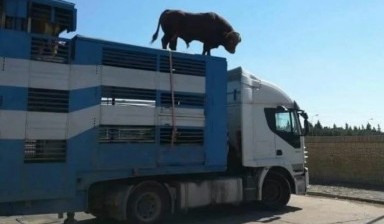 Перевозка животных. Скотовоз Уфа, Россия 20 тонн. 2 фото