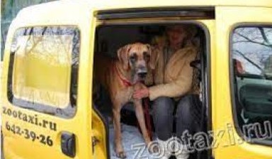 Объявление от Зоотакси первое: «Зоотакси - профессиональная перевозка животных.» 1 фото