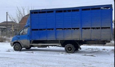 Объявление от Мурад Магомедов: «Перевозка скота овец баранов 6.5 метров скотовоз» 1 фото
