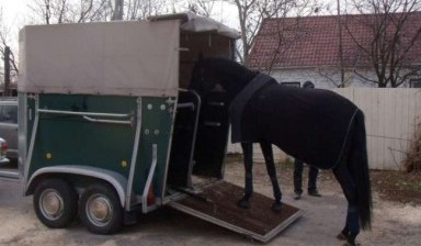 Объявление от Перевозка лошадей: «Оперативная перевозка лошадей» 1 фото