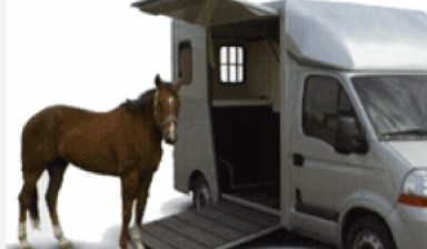 Объявление от Компания: «Оперативная перевозка лошадей» 1 фото