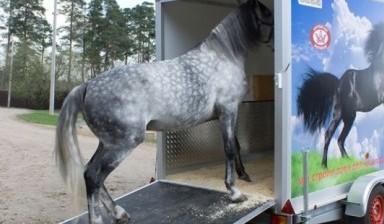 Объявление от Перевозка лошадей Магнитогорск: «Грузоперевозка лошадей, недорого» 1 фото