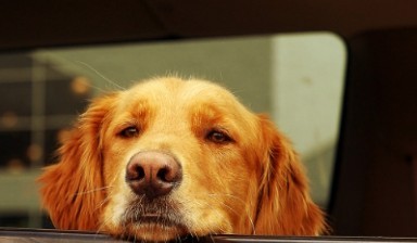 Объявление от Светлана: «Такси для животных по низкой цене» 1 фото
