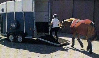 Объявление от Олег: «Быстрая перевозка лошадей» 1 фото