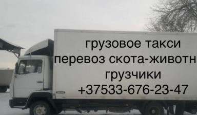 Объявление от ИП Новиков Александр Александрович: «Перевоз скота по доступной цене» 1 фото