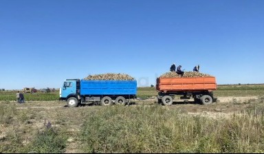 Самосвалы и тонары от Продавец: КамАЗ 1 фото