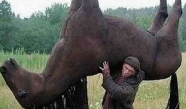 Перевозка лошадей автотранспортом от ООО РусМедиа: 1 фото