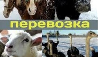 Перевозка лошадей автотранспортом от РусМедиа: 1 фото